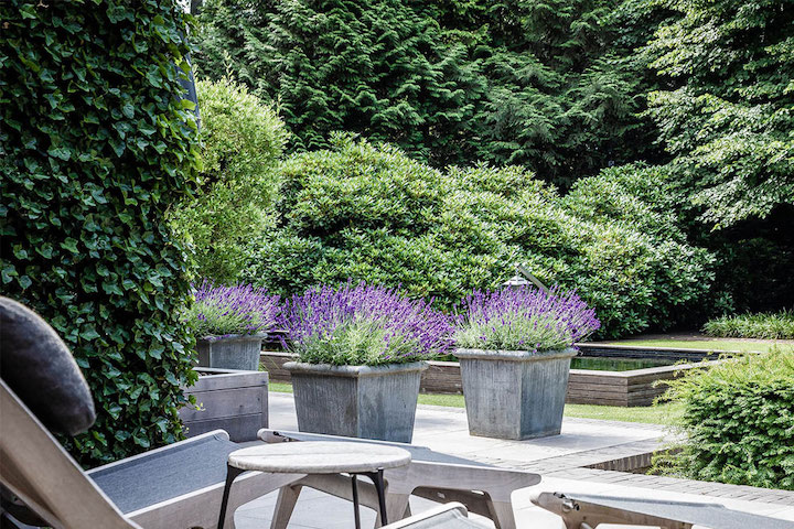 makkelijke tuinplanten - lavendel
